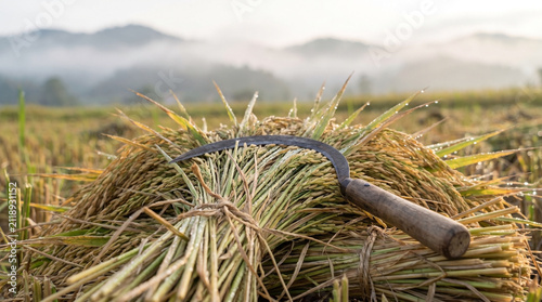 Foto Traditional sickle resting on harvested rice stalks in a misty field