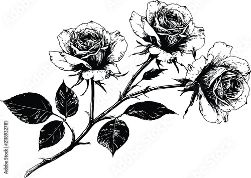 Rose vector illustration, botanical floral branch