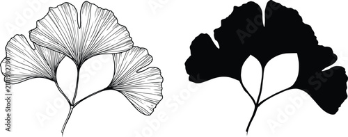 Ginkgo vector illustration, natural botanical leaf