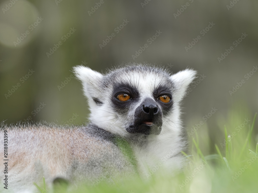 Fototapeta premium Head portrait of a ring tailed lemur showing its orange eyes and distinctive black and white fur pattern, resting in green grass