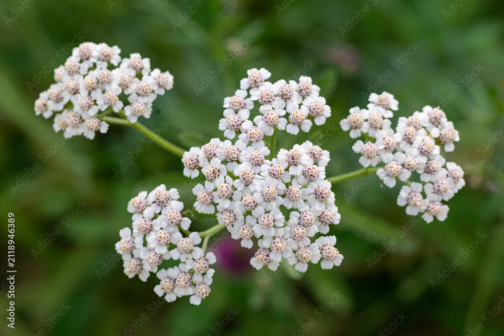 Fototapeta premium White Common Yarrow Flowers In Natural Meadow