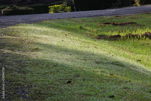 Morning dew sprinkles on the grass along with the bright morning sunlight