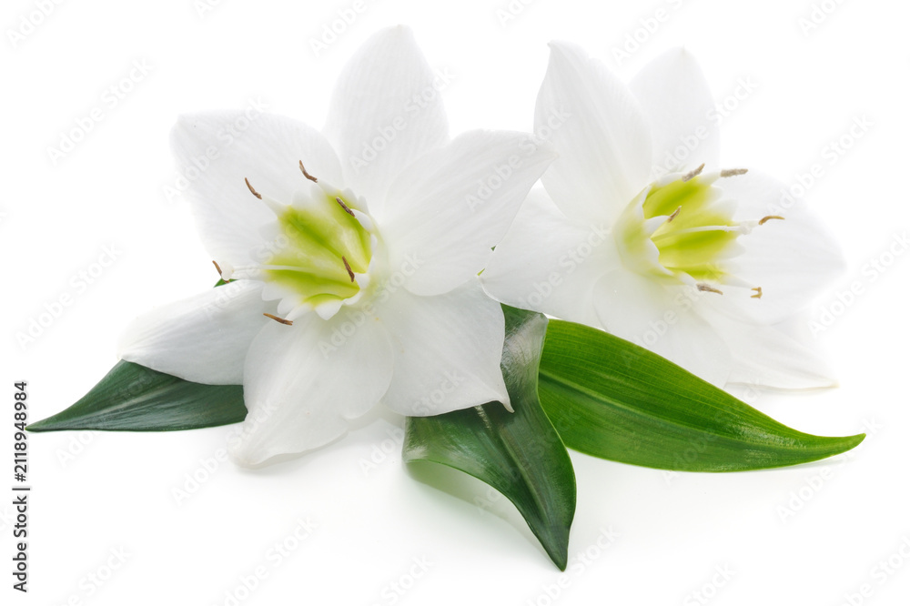 Obraz premium Two White Eucharis Flowers with Green Leaves