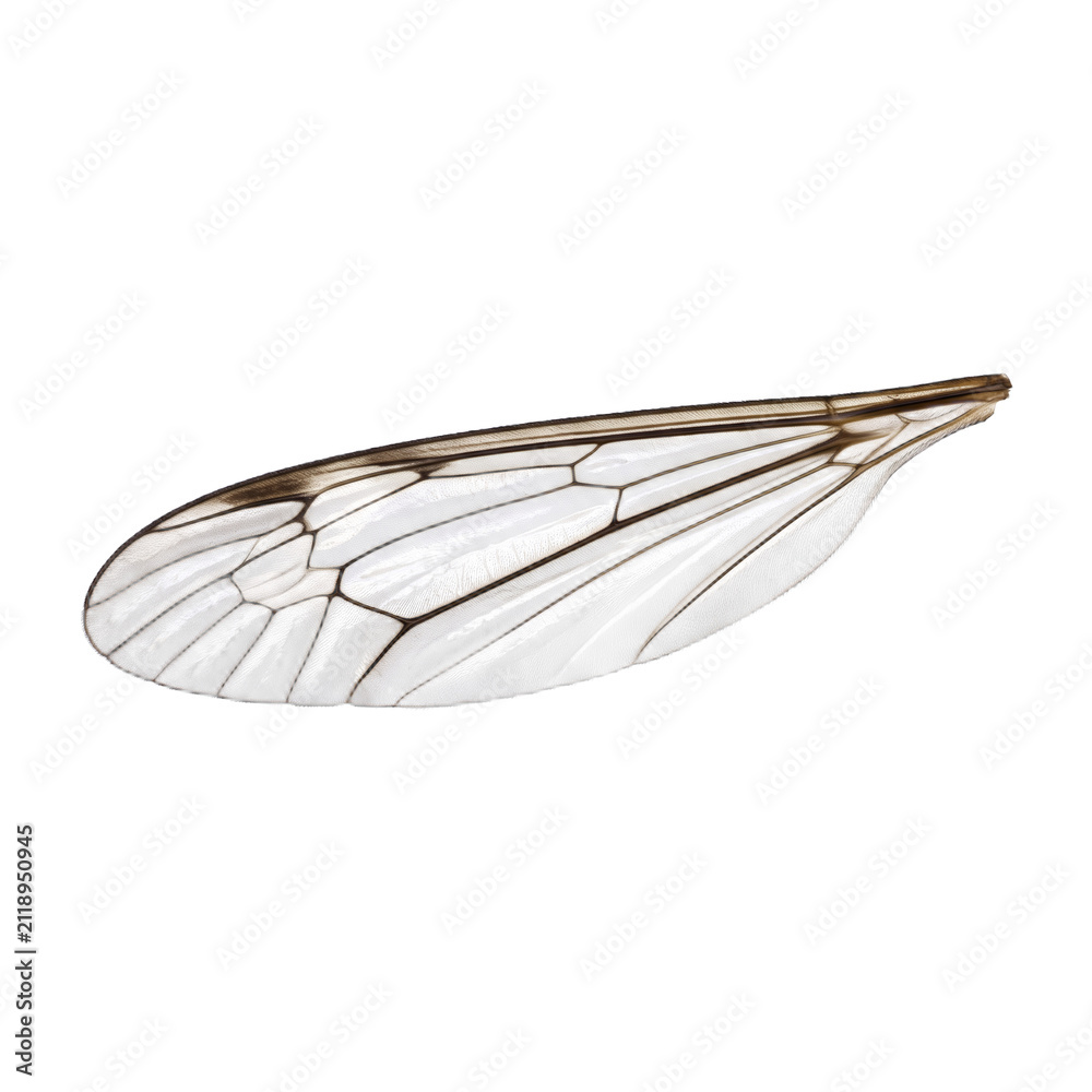 Obraz premium Frosted edge crane fly translucent wing with brown chitin veins isolated on a transparent background, macro natural insect element.