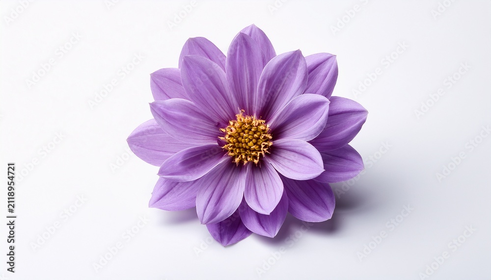 Fototapeta premium A Single Purple Flower On A White Background