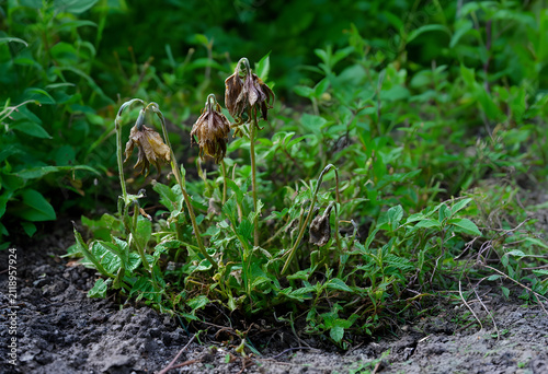 Withered and dying plants i...