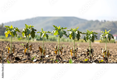 Row of young papaya plants ...