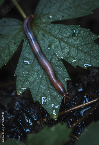 Millipede crawling on a wet...