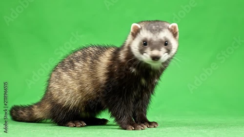 Small ferret standing on hind legs sniffing the air and looking around against a professional green screen background