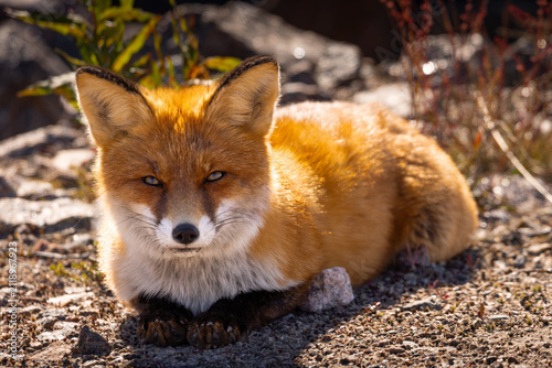 portrait of a wild fox on a background of gray rocks and stones