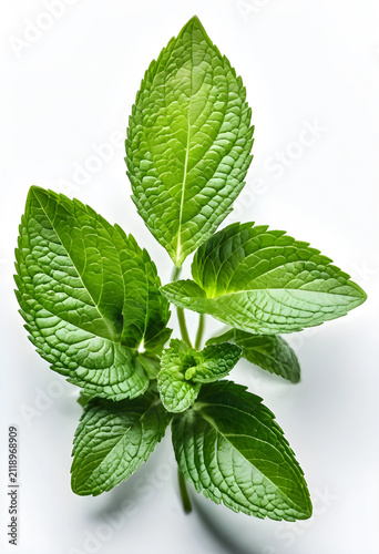 Fresh green mint leaves on ...