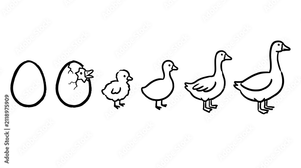 Fototapeta premium Life cycle of a goose simple red line art