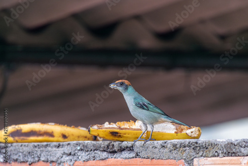 Bild auf Leinwand Black-capped tanager bird standing on a concrete wall, holding food in its beak