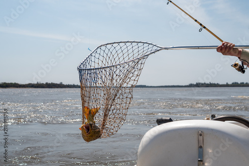 Obraz na plátne Golden dorado fish caught in landing net on boat over river water