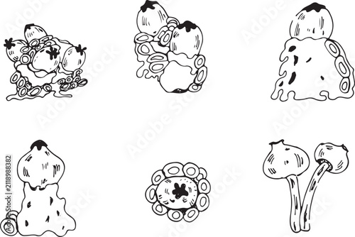 Принти на полотні Stalked puffball mushroom in gel (Calostoma) vector set.