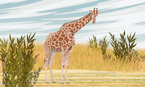Giraffe Giraffa camelopardalis standing in a high grass savanna field under an overcast sky vector