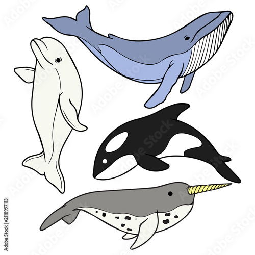 Colorful marine mammals vector illustration set, hand drawn blue whale, dolphin, orca, and narwhal on blank background