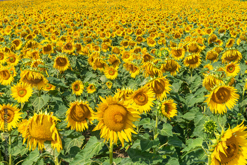 Field of Sunflowers