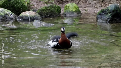 Branta ruficollis, Red-breasted Goose brightly marked species of goose in the genus Branta from Eurasia, breeds in Arctic Siberia, mainly on the Taymyr Peninsula.