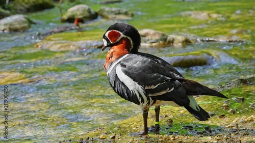 Branta ruficollis, Red-breasted Goose brightly marked species of goose in the genus Branta from Eurasia, breeds in Arctic Siberia, mainly on the Taymyr Peninsula.