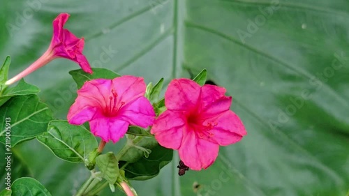 Vibrant Pink Four O'Clock Flower Blooming Close Up with Green Leaf Background 4K