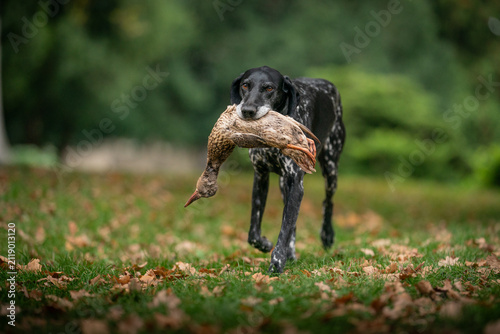 German Pointer carrying a mallard duck in its mouth
