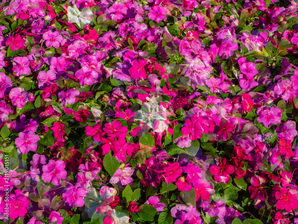 Obraz premium Multiple exposure effect on a background of blooming pink impatiens flowers.