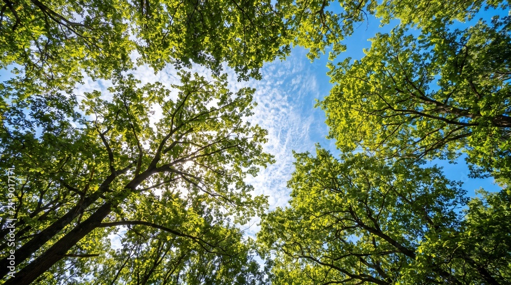 Fototapeta premium green forest in the morning
