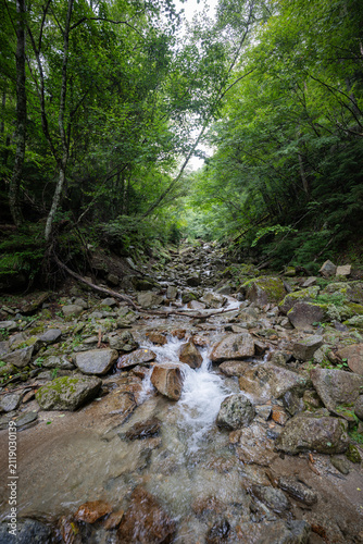 Rocky mountain stream flowing through lush green forest with mossy boulders in summer