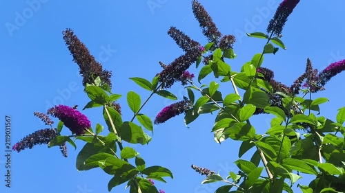 Purple Buddleja Flowers Blooming Against Blue Sky in Summer Garden