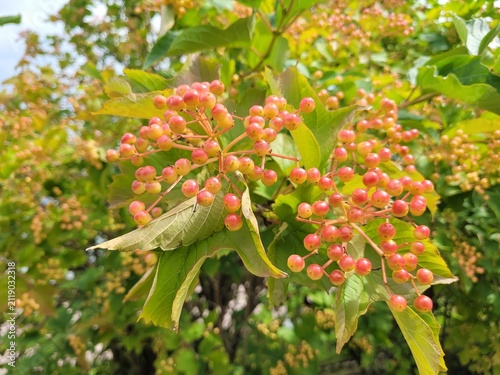 Close Up of Red and Yellow Ripening Berries of Viburnum Opulus with Green Leave