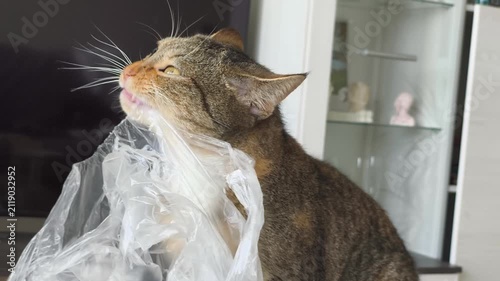 Funny Tabby Cat Chewing and Biting Plastic Bag at Home