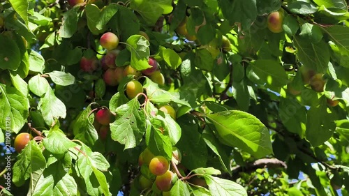 Ripening Red and Yellow Plums Growing on Tree Branch in Sunlight