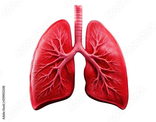 Anatomical illustration of human lungs showing healthy red organ structure for medical science and health awareness isolated on transparent background
