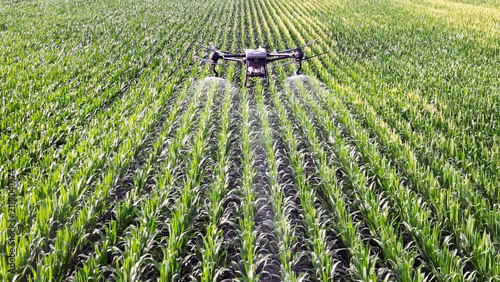 Agricultural Drone Spraying Rows of Young Corn Crops