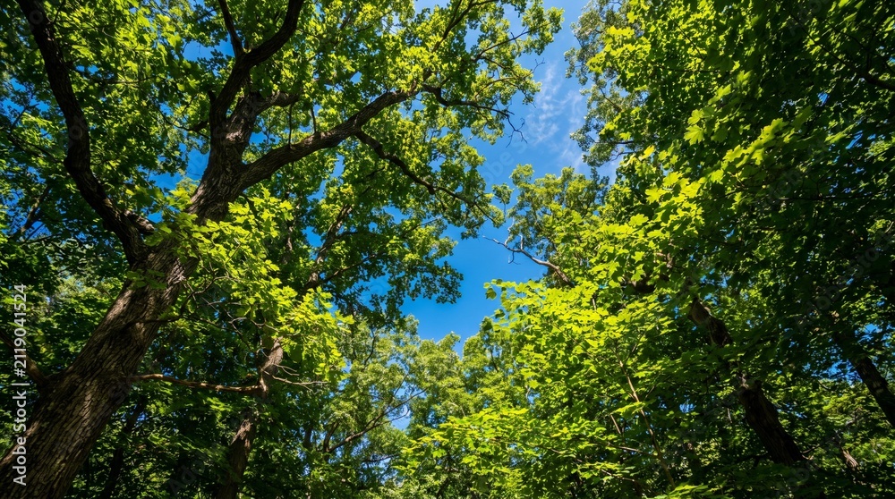 Fototapeta premium green leaves against blue sky