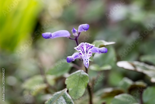 Bild auf Leinwand Beautiful Plectranthus ‘Mona Lavender’ flower.