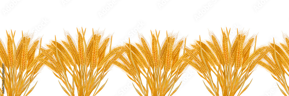 Fototapeta premium Seamless watercolor border with golden wheat ears on white.
