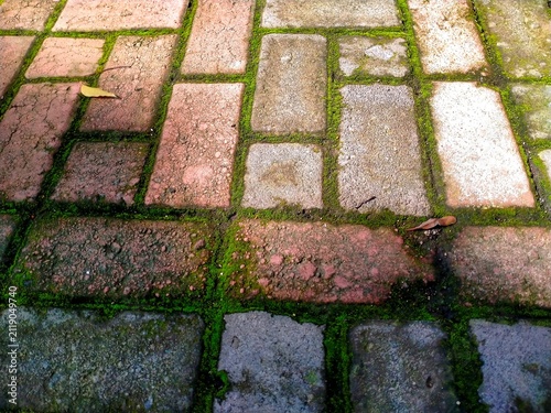 Moss Covered Paving Stones with Natural Green Moss Texture