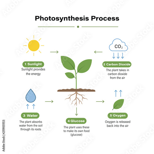 Photosynthesis Process Infographic Educational Biology Plant Life Cycle Science Illustration Design