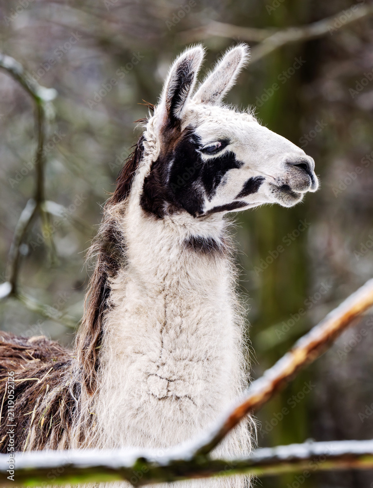 Fototapeta premium Adorable Portrait Of A Llama In Zoo Close Up
