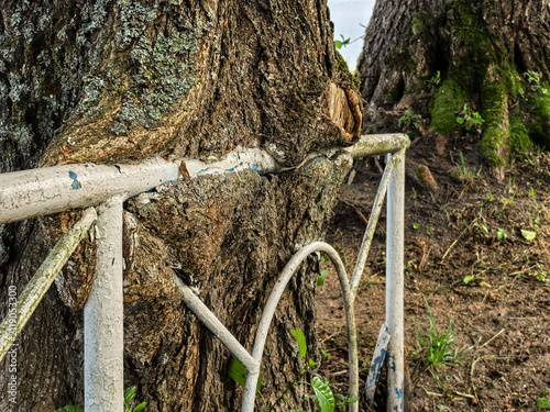 Fotografía Tree trunk growing around old metal fence railing closeup