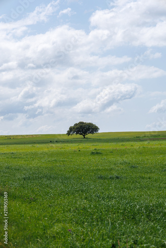 Konstfotografi Solitary tree standing in a vibrant alentejo springtime field