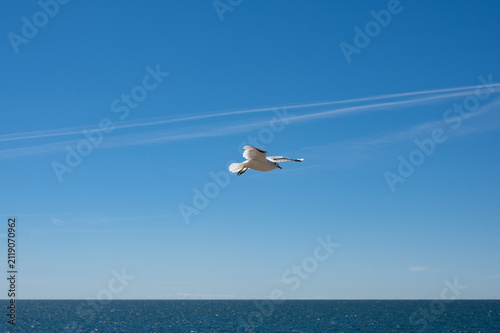A seagull flies over the sea