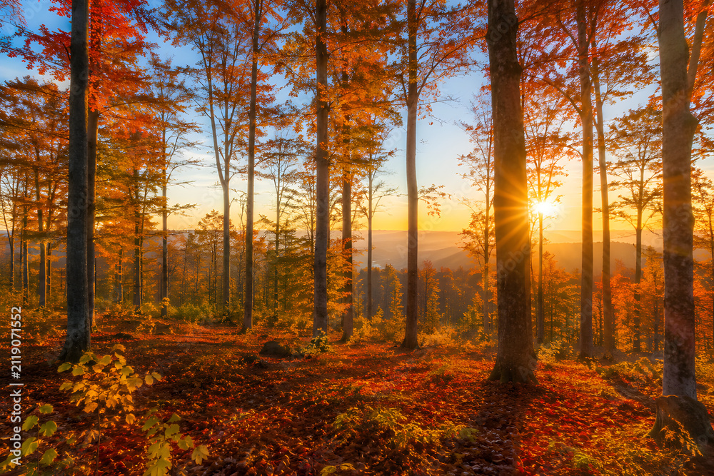 Fototapeta premium Vibrant autumn forest at golden sunset with orange foliage, tall trees and warm sun rays