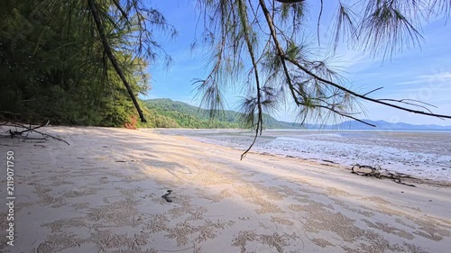 Hanging coastal branches frame a broad sandy beach at low tide