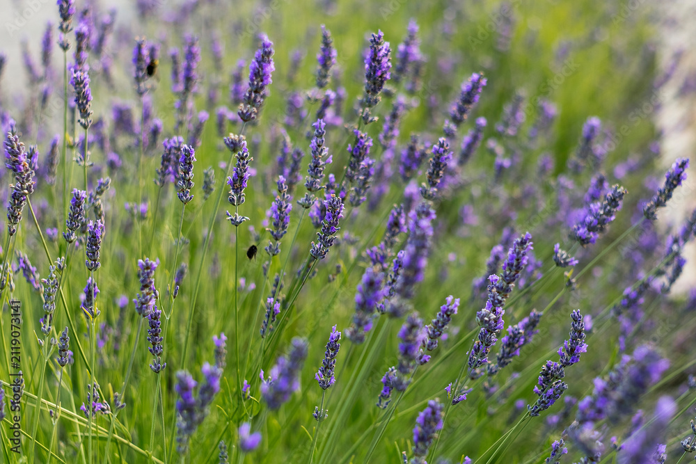 Obraz premium A cluster of blooming lavender flowers adds color and fragrance to a lush garden, offering a peaceful natural setting for wellness and botanical themes.