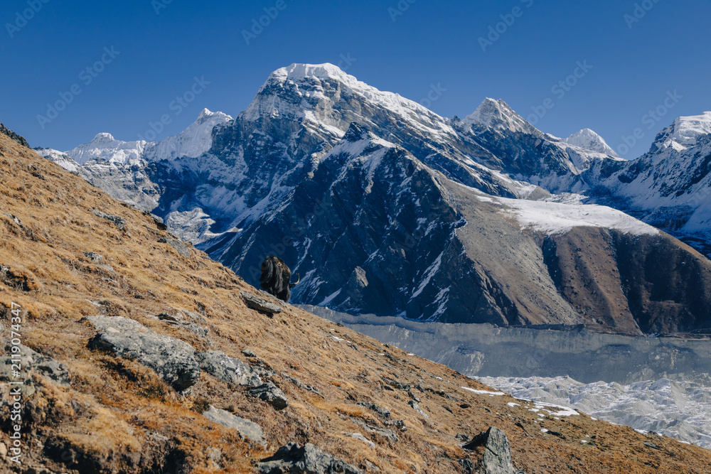 Obraz premium Yak Grazing on Himalayan Slope with Snow Peak and Glacial Lake
