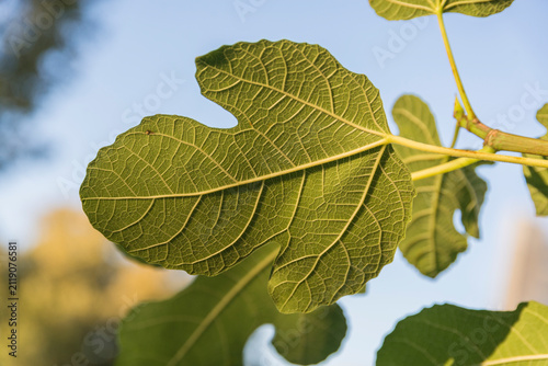 Ein Blatt in Nahaufnahme