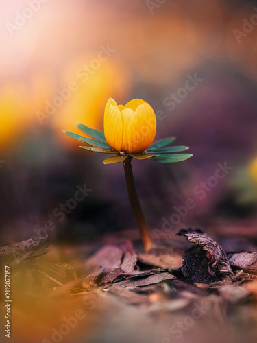 фотографія Winter aconite (Eranthis hyemalis) flower in bloom, beautiful moody macro photo
